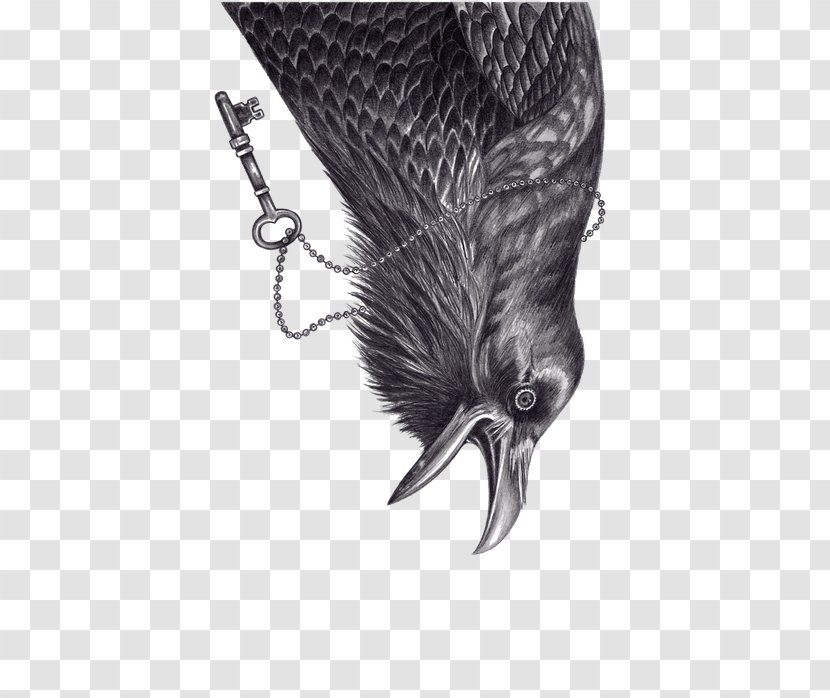 Rook The Raven Common Bird - Claw Transparent PNG