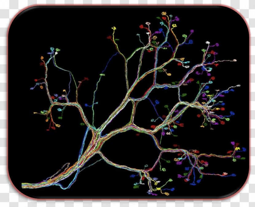 Neural Circuit Neuron Branching - Tree - Stetoskop Transparent PNG