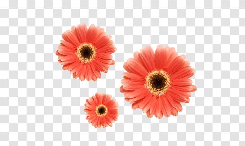 Illustration Clip Art Flower Desktop Wallpaper - Stock Photography - Cooking Design Transparent PNG