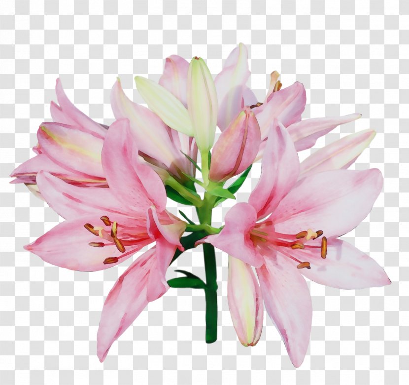 Flower Lily Plant Pink Petal - Family Amaryllis Transparent PNG