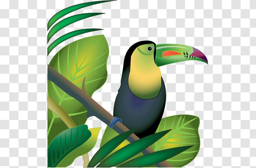 Amazon Rainforest Tropical Jungle Clip Art - Piciformes - Fort Cliparts Transparent PNG