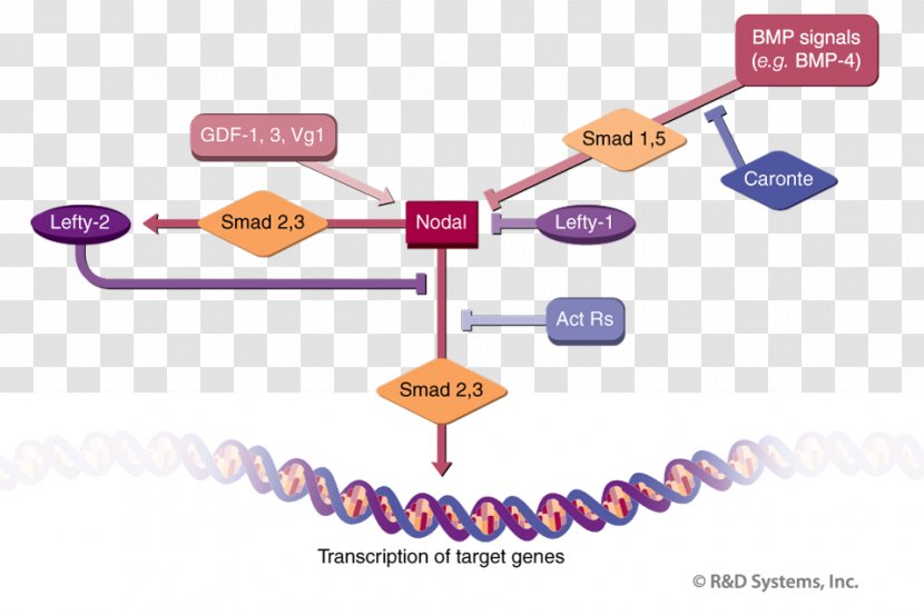 Brand Technology TGF Beta Signaling Pathway Line - Organization Transparent PNG