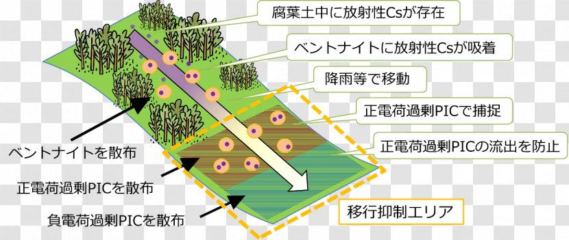 Fukushima Daiichi Nuclear Disaster Ecosystem Research Forestry - Land Lot - Forest Transparent PNG