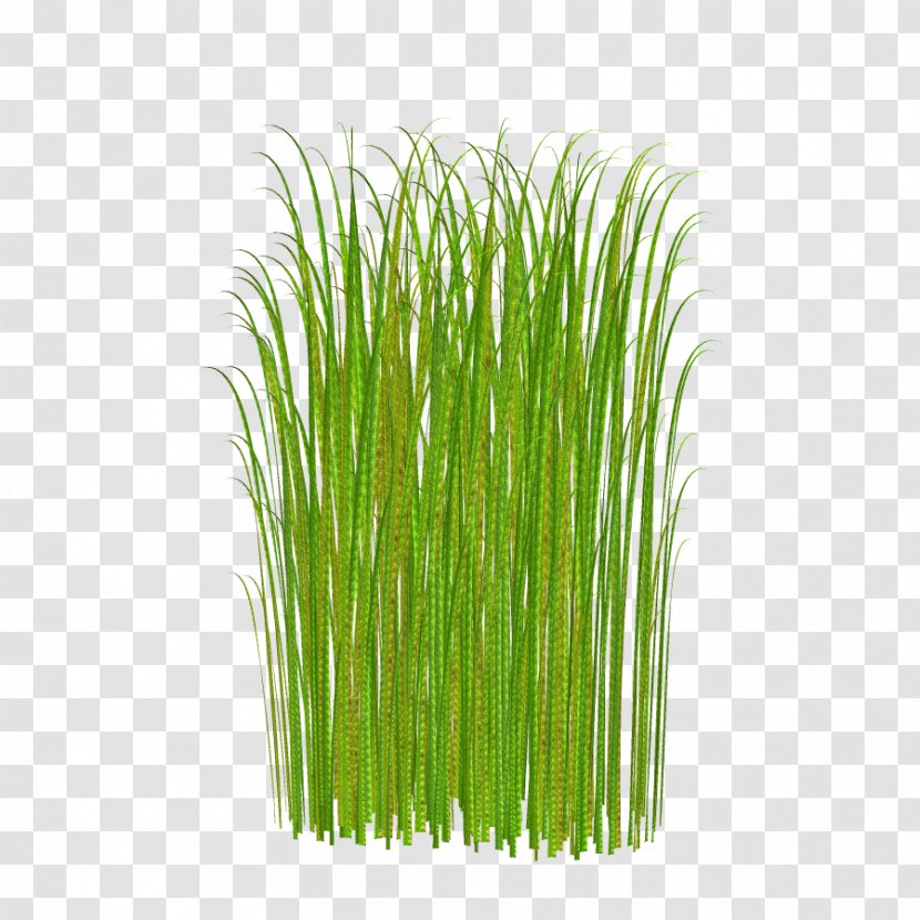 Download Lawn Clip Art - Plant - Green Grass Transparent PNG