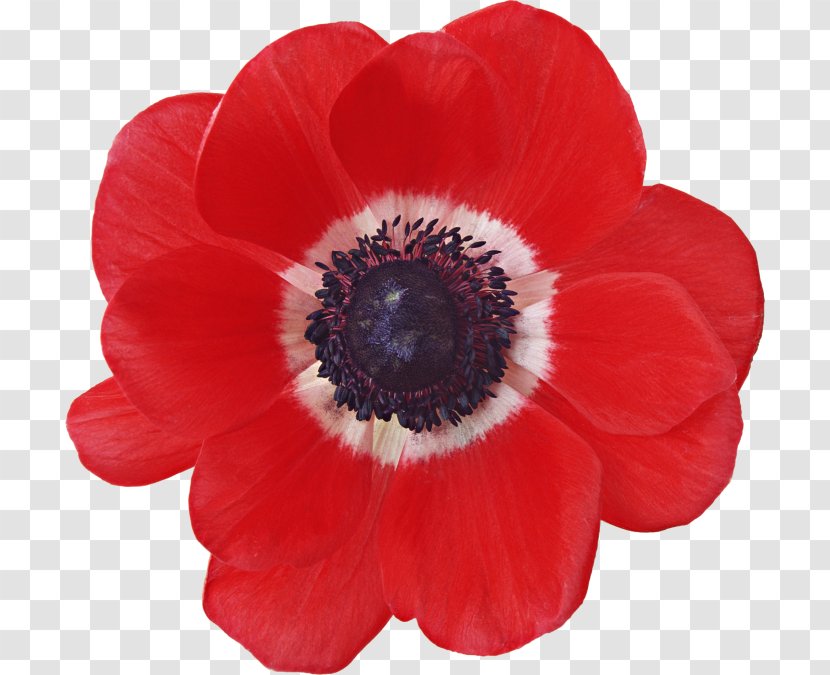 Opium Poppy Flower Red Yellow - Orange Transparent PNG