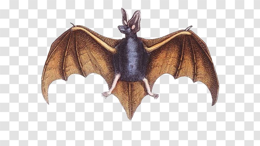 Bat Wing Development Flight - Flying And Gliding Animals - Wings Transparent PNG