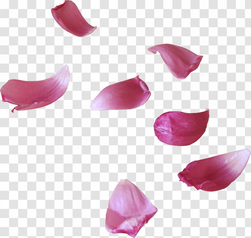 Petal Flower Clip Art - Albom - Petals Transparent PNG