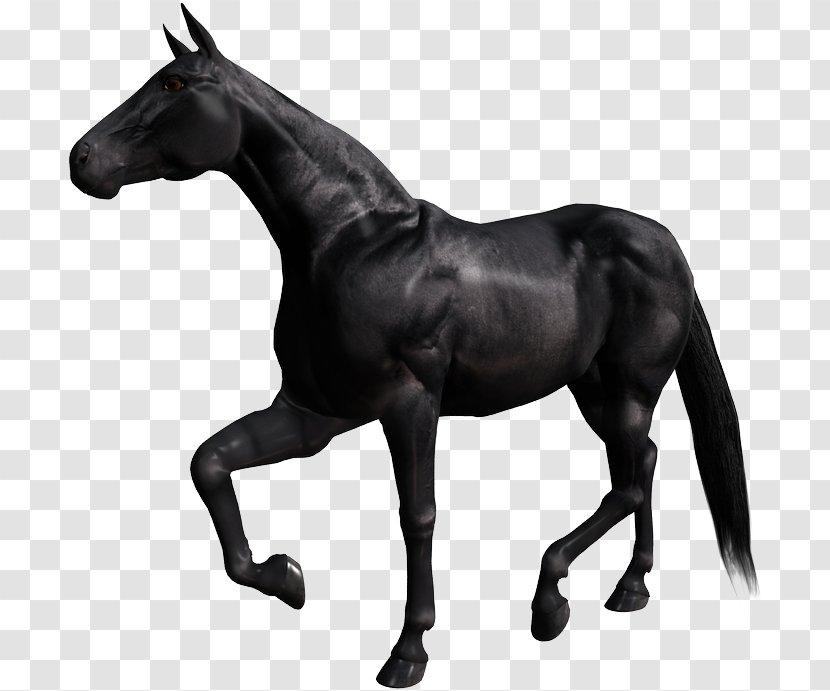 Breyer Animal Creations Appaloosa Stallion Arabian Horse Model - Barrel Racing Transparent PNG