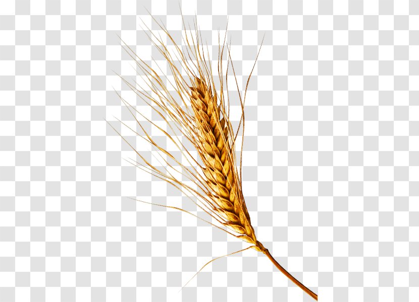 Emmer Einkorn Wheat Cereal Germ Rye - Hordeum - Barleys Transparent PNG