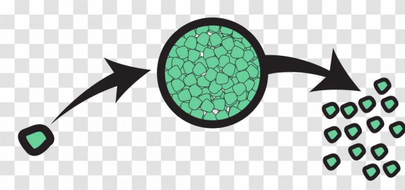 Asexual Reproduction Sporulation Budding Genetics - Cell - Plant Transparent PNG