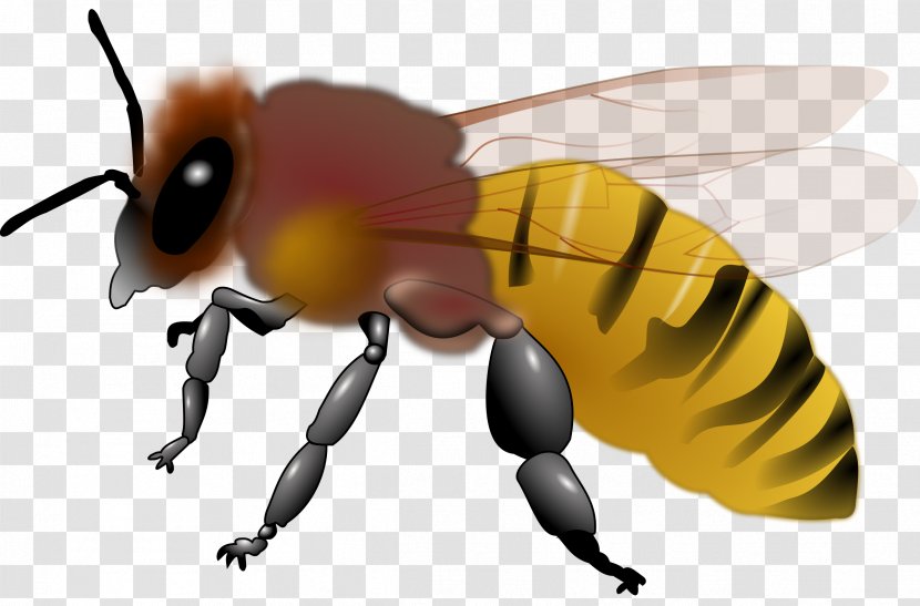 Honey Bee Insect Clip Art - Worker Transparent PNG