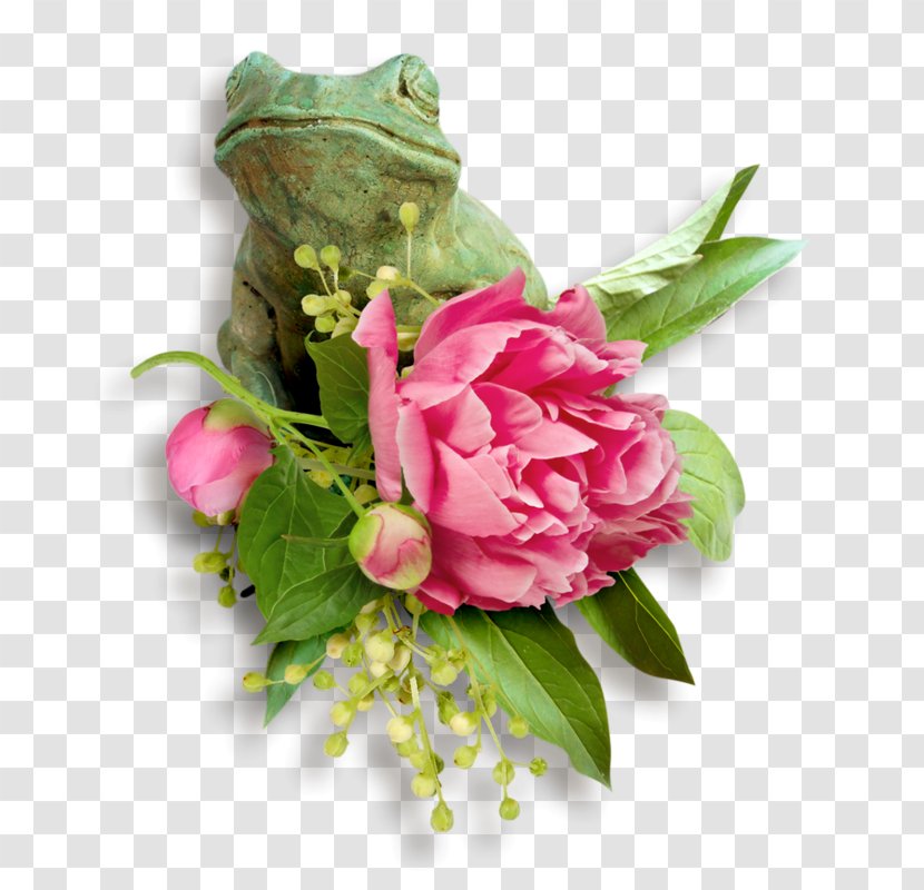 Cabbage Rose Centerblog Garden Roses Cut Flowers Floral Design - Respect - Wsu Flyer Transparent PNG