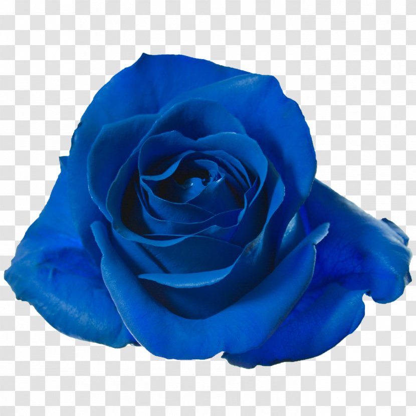 Garden Roses Blue Rose Cut Flowers Petal - Order - Killer Queen Transparent PNG