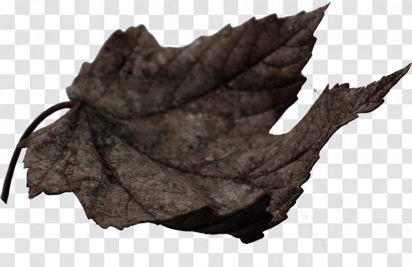 Leaf - Fur - Creative Leaves Falling Shading Element Transparent PNG