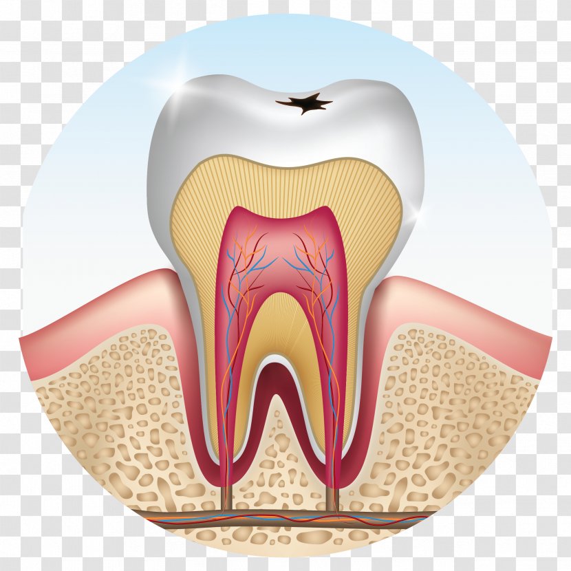 Human Tooth Wisdom Premolar Decay - Heart Transparent PNG