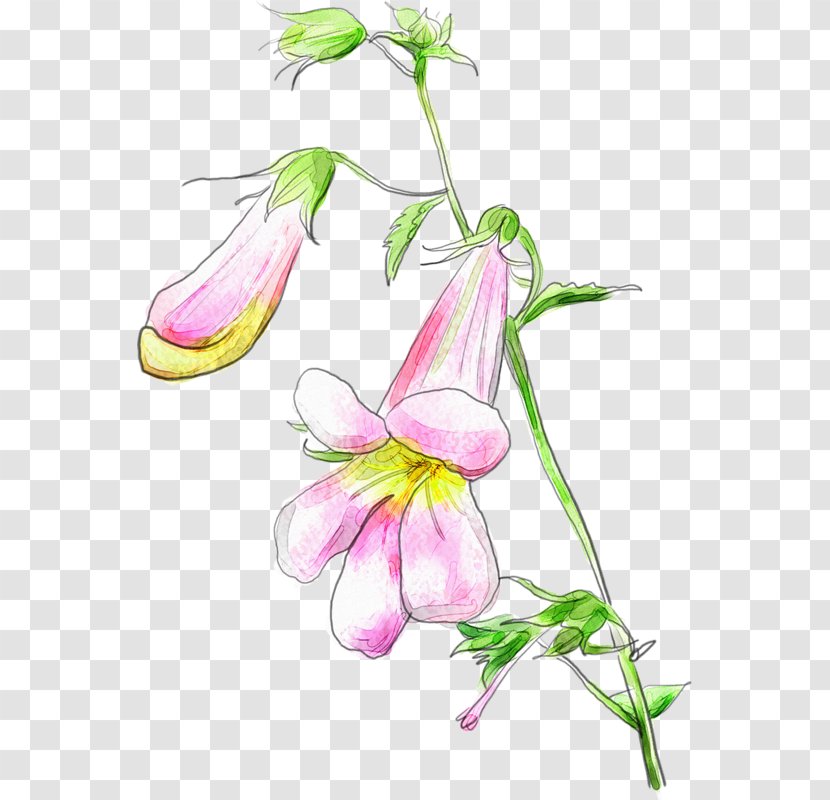 Sweet Pea Flower - Pedicel - Bellflower Family Transparent PNG