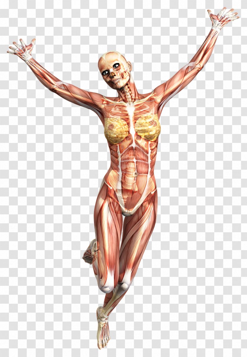 Muscle Anatomy Skeleton Human Body Joint - Cartoon Transparent PNG
