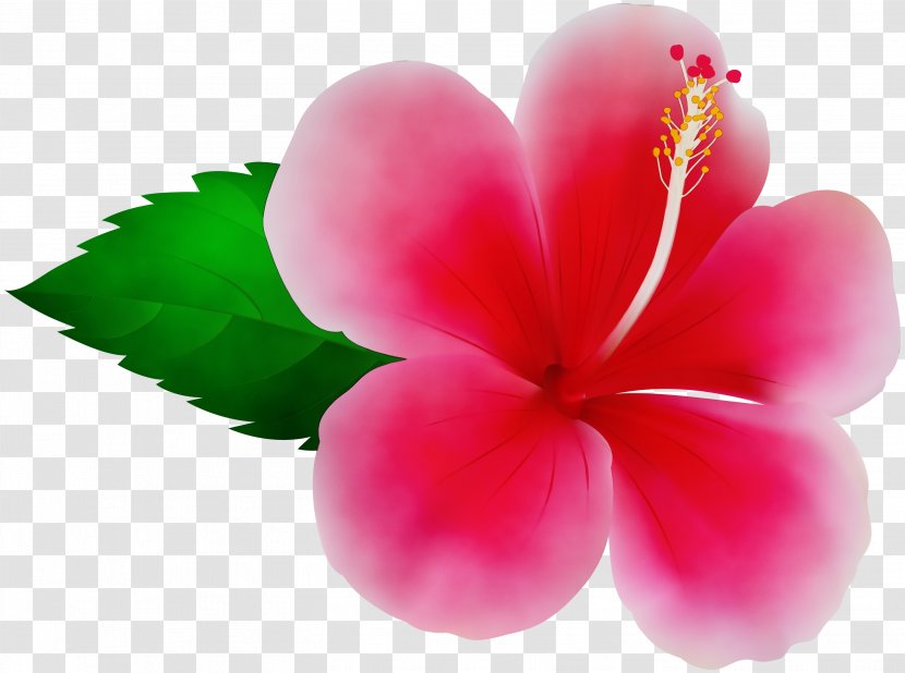 Pink Flower Cartoon - Rosemallows - Impatiens Mallow Family Transparent PNG