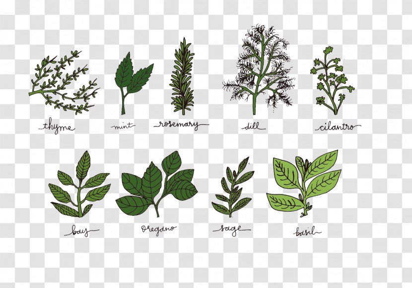 Herb Spice Basil - Thyme - Vanilla Variety Transparent PNG