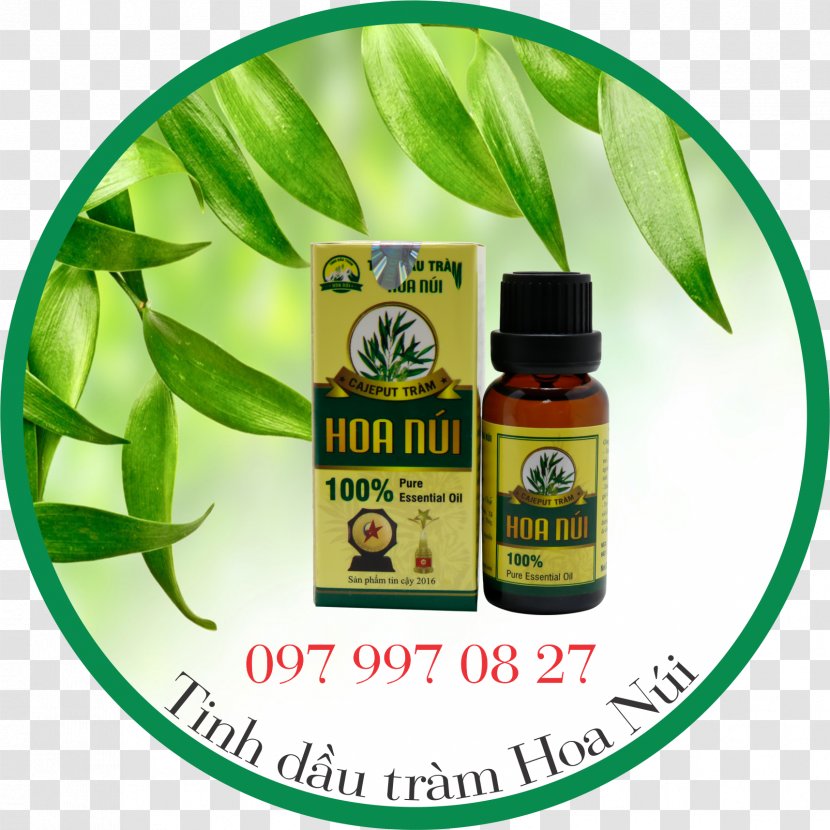 Cajeput Oil Essential Health Morning Day - Ageing - Ielts Logo Transparent PNG