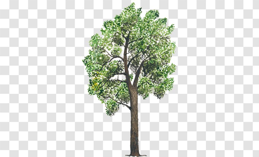 Tree Plant Stock Footage Animation Branch - Arboles Transparent PNG