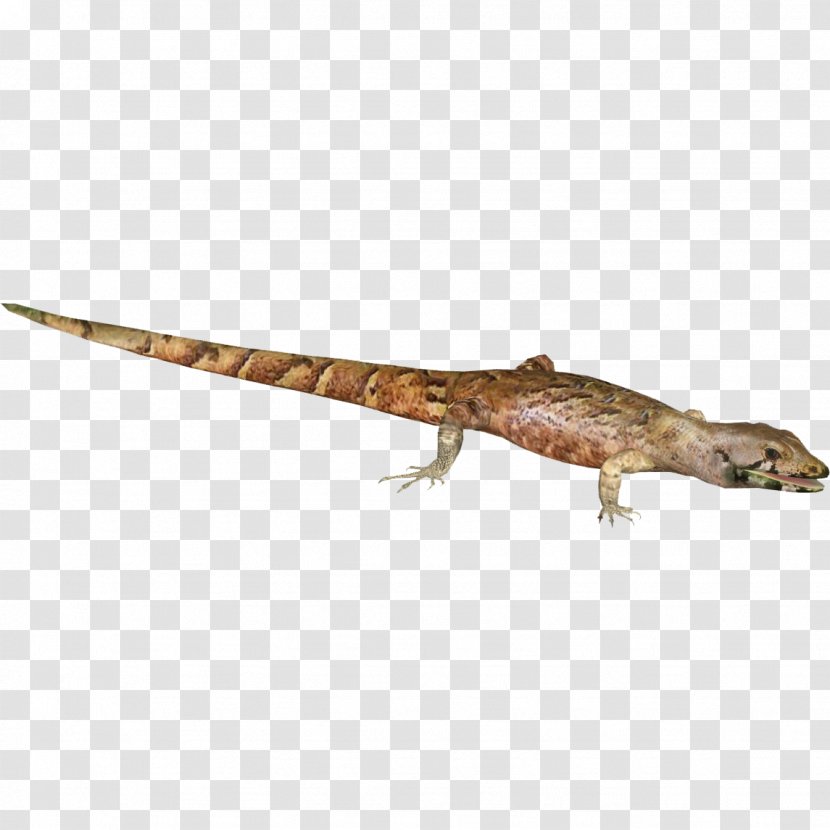 Agama Gecko Terrestrial Animal Tail - Scaled Reptile Transparent PNG