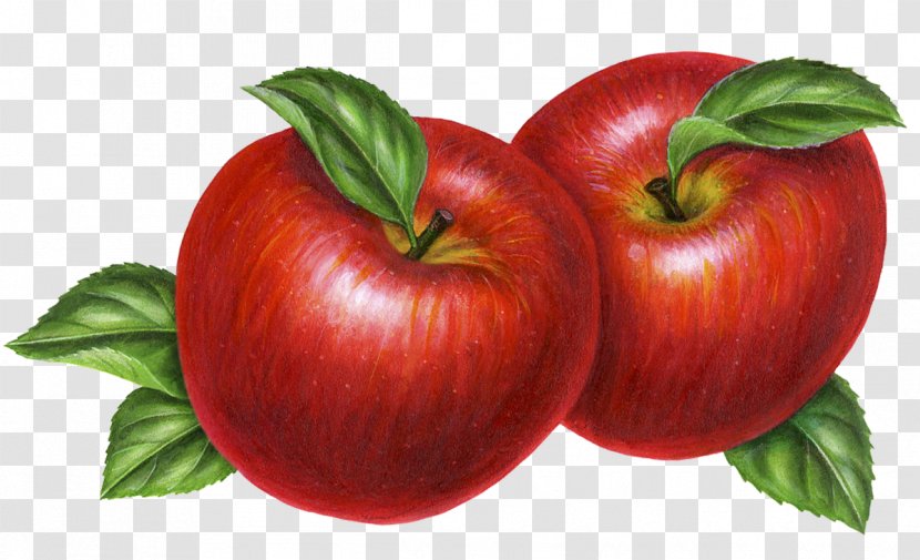 Apple Red Delicious Auglis - Superfood - Hand-painted Apples Transparent PNG
