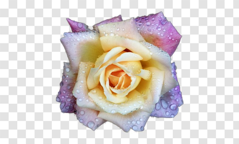 Garden Roses Cabbage Rose Hybrid Tea Cut Flowers - Lilac - Vesace Transparent PNG