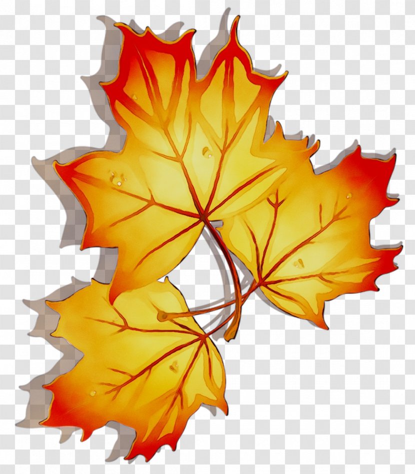 Maple Leaf Symmetry - Plant Transparent PNG