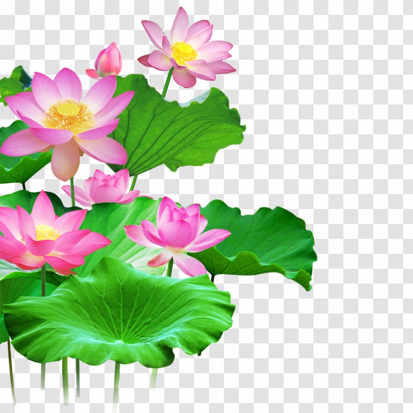 Sacred Lotus Clip Art Image Vector Graphics - Plant Stem - Red Flower Wallpaper Transparent PNG