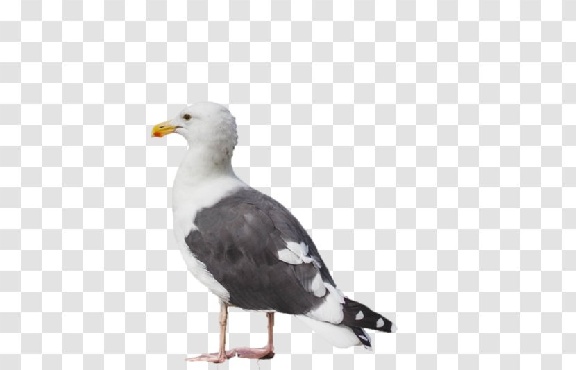 Great Black-backed Gull European Herring Gulls Advertising - Feather - Duck Transparent PNG