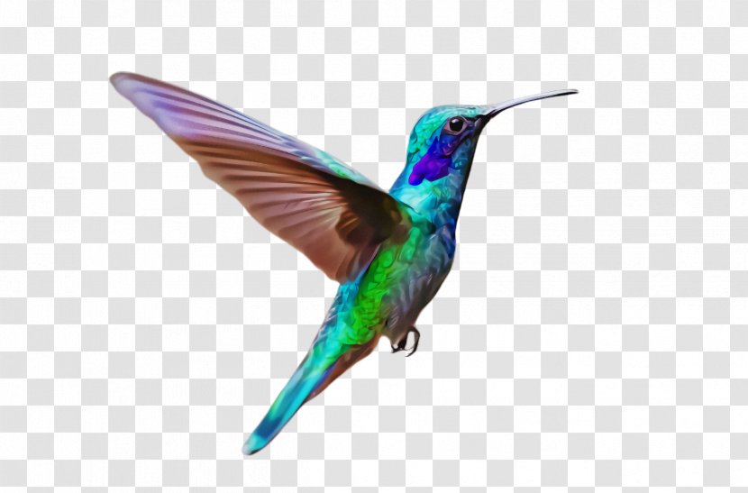Hummingbird - Bird - Rufous Turquoise Transparent PNG