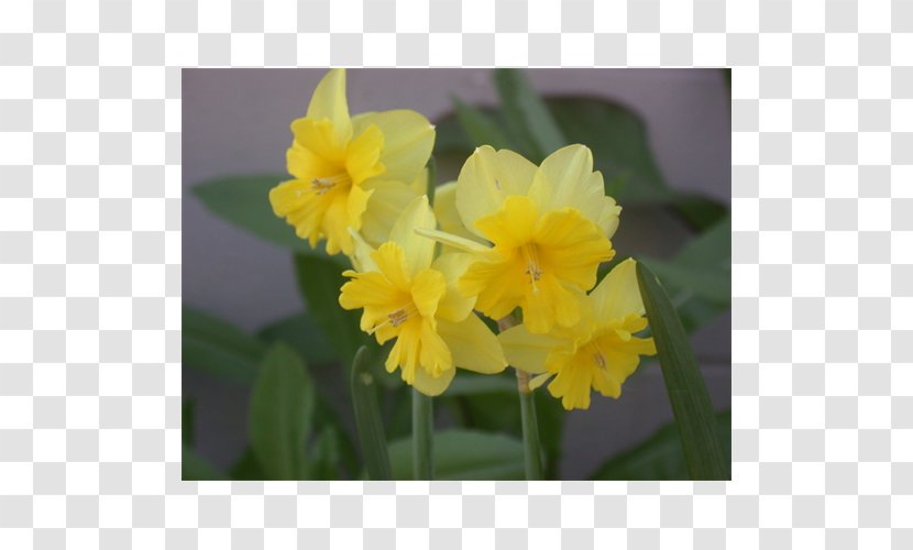 Narcissus Violet Family Violaceae - Cattleya Transparent PNG