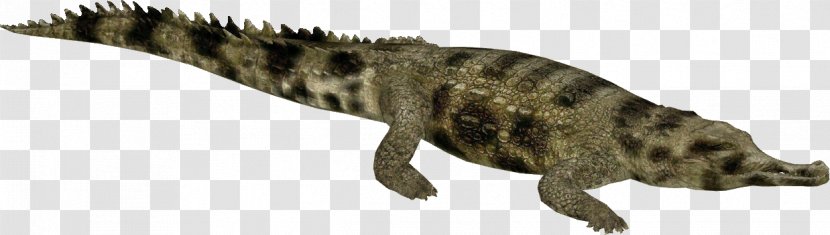 Gharial Crocodiles Alligators Tyrannosaurus - Terrestrial Animal - False Transparent PNG
