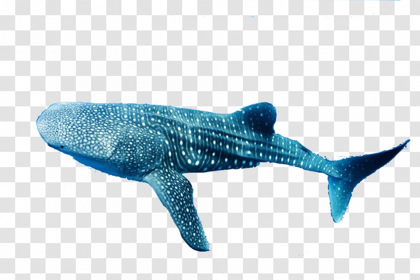 Whale Shark Facts Remora Dolphin - Minke Transparent PNG