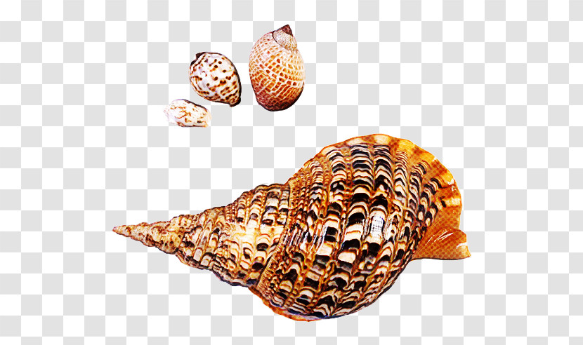 Cockle Seashell Sea Snail Clam Conchology Transparent PNG