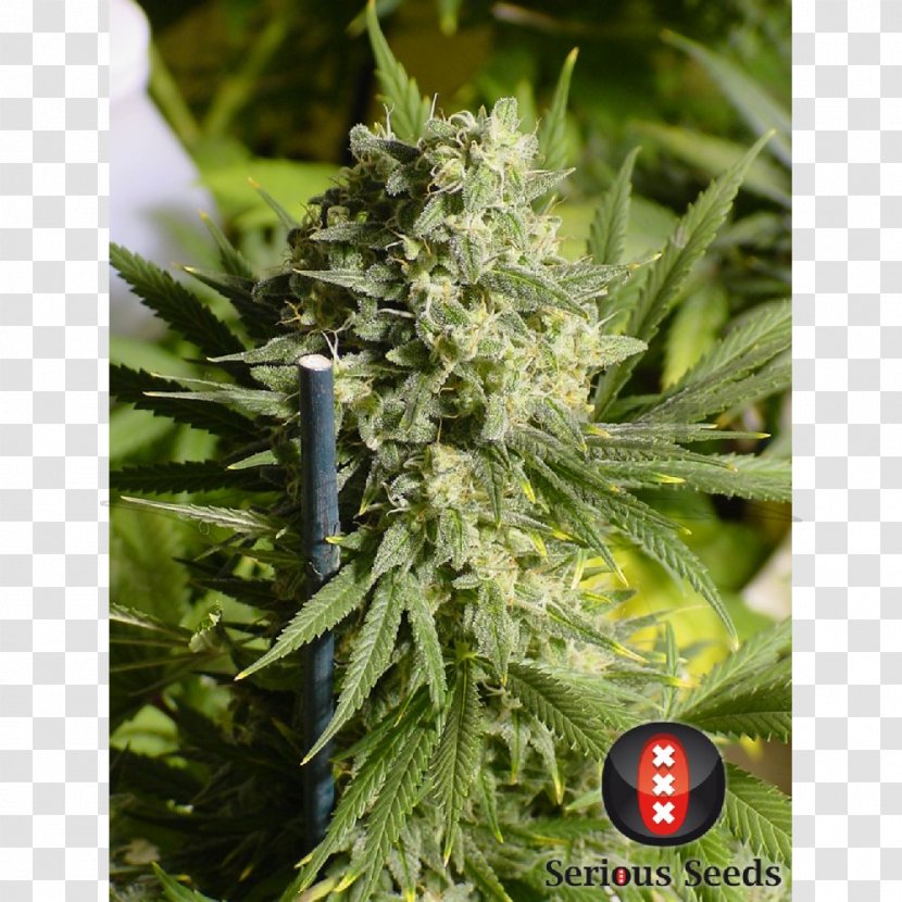 Seed Bank Dutch People Cannabis Double - Sativa Transparent PNG