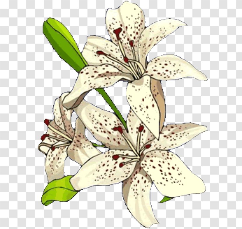 Floral Design Plant Stem Lily M - Floristry - Pw Transparent PNG