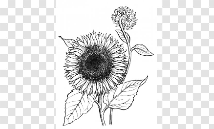 Coloring Book Colouring Pages Clip Art Drawing - Organism - Flower Transparent PNG