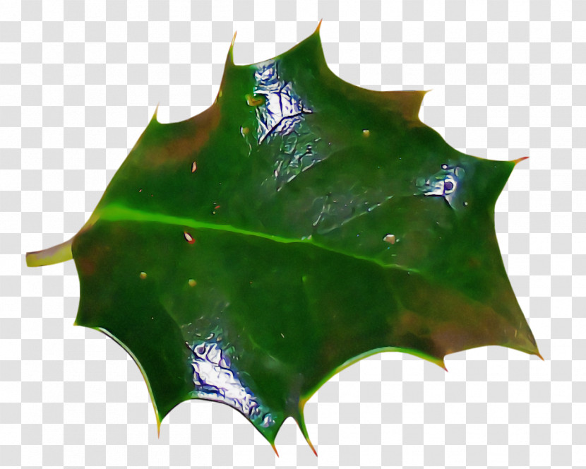 Christmas Holly Ilex Holly Transparent PNG