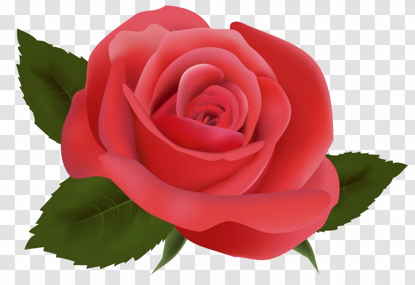 Floral Design Flower - Plant - Red Rose Image Clipart Transparent PNG