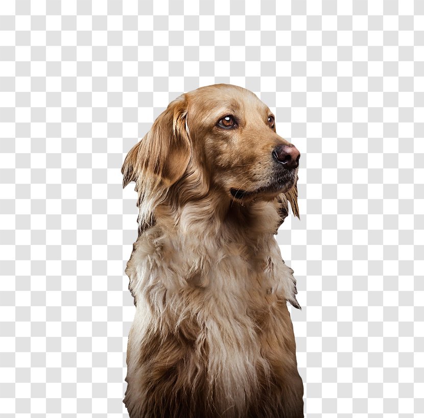 Golden Retriever Nova Scotia Duck Tolling Puppy Dog Breed Companion - Free Cute Pull Material Transparent PNG