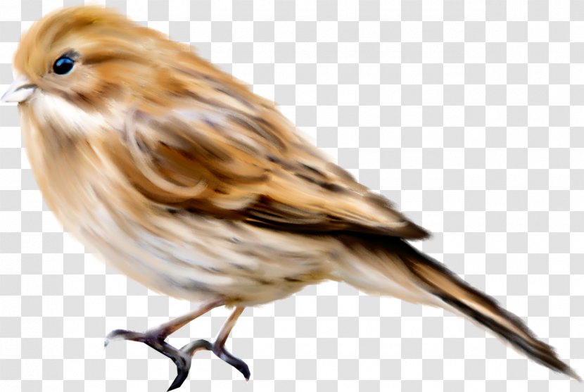 Bird Computer File - Adobe Freehand - Birds Transparent PNG