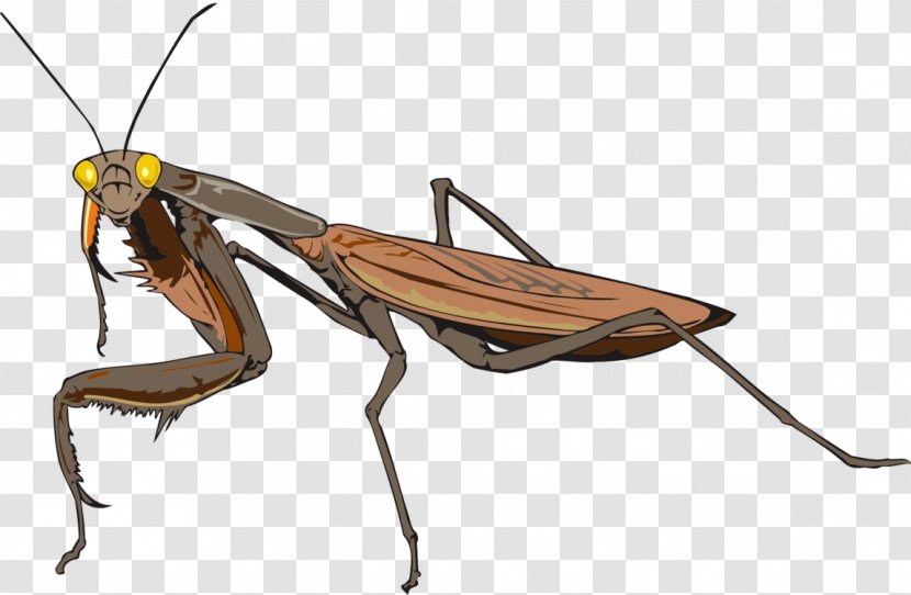 Insect Cockroach European Mantis Clip Art Image - Membrane Winged Transparent PNG