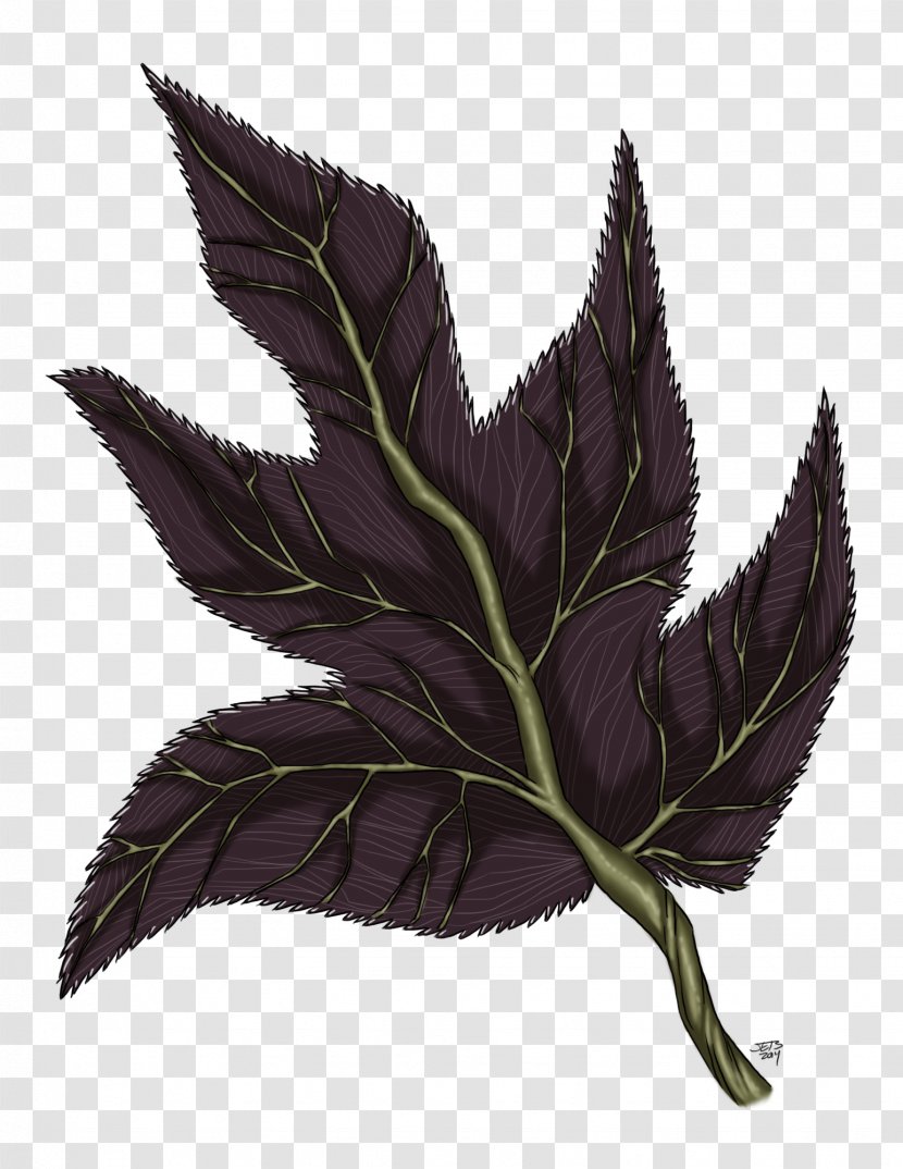 Leaf Herb Transparent PNG