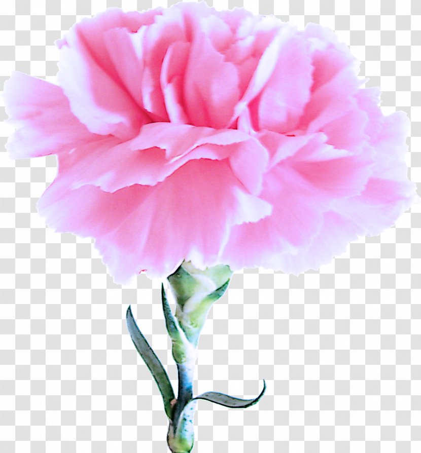 Pink Petal Flower Carnation Flowering Plant - Chinese Peony Cut Flowers Transparent PNG