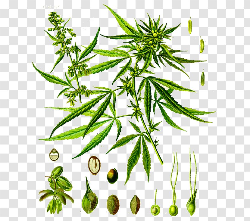 Cannabis Sativa Cannabidiol Botany Hemp - Plant Transparent PNG