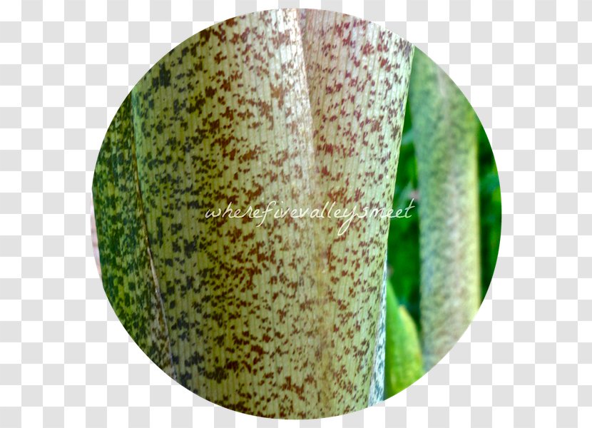 Plant Pathology - Grass Transparent PNG