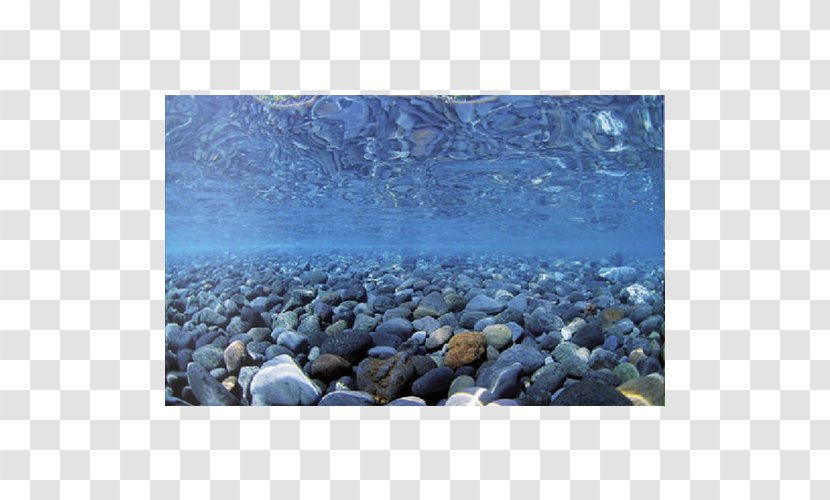 Aquarium Filters Fishkeeping Terrarium - Sea Rock Transparent PNG