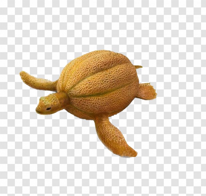 Cantaloupe Nectar Kiwifruit Vegetable Carving - Turtle Kiwi Transparent PNG